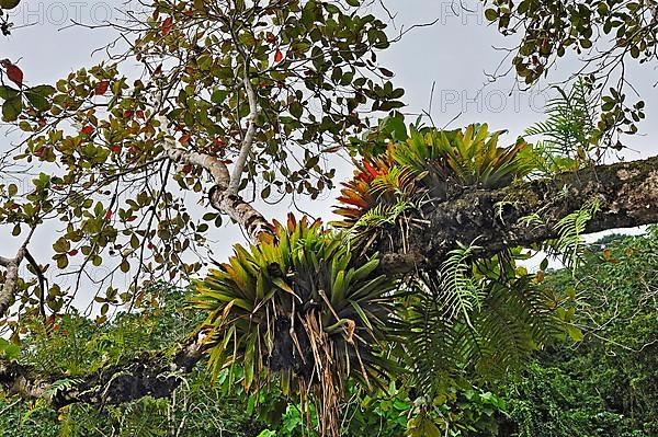 Epiphytes on tree branch