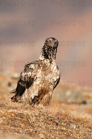 Young bearded vulture