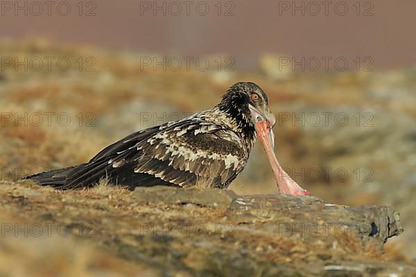 Young bearded vulture