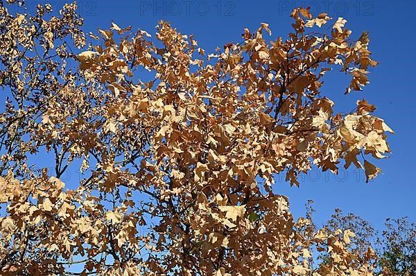 Withered field maple