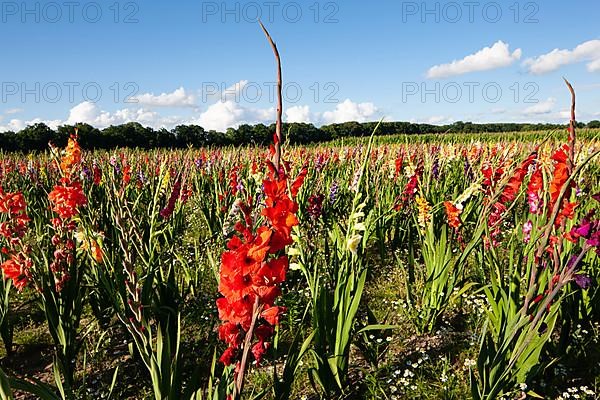 Sword lilies