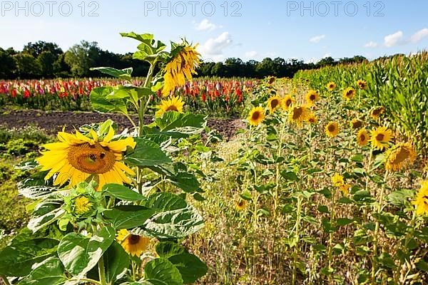 Sunflowers