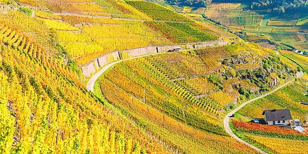 Vineyards in autumn