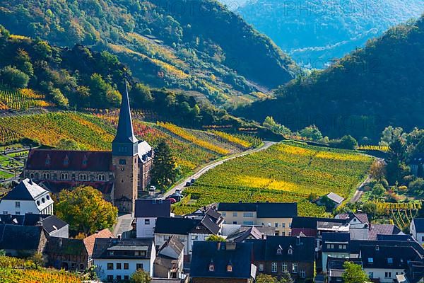 Vineyards in autumn