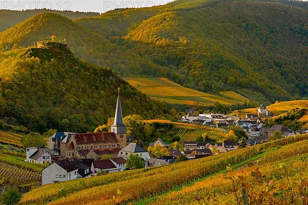 Vineyards in autumn