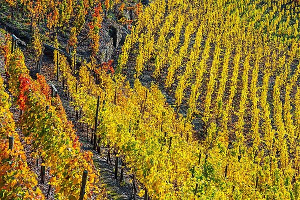 Vineyards in autumn