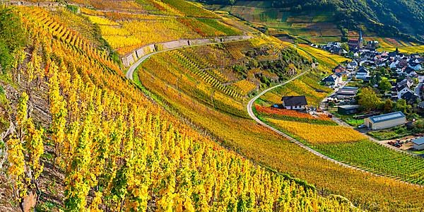 Vineyards in autumn