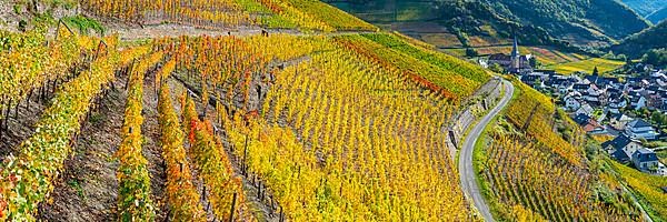 Vineyards in autumn