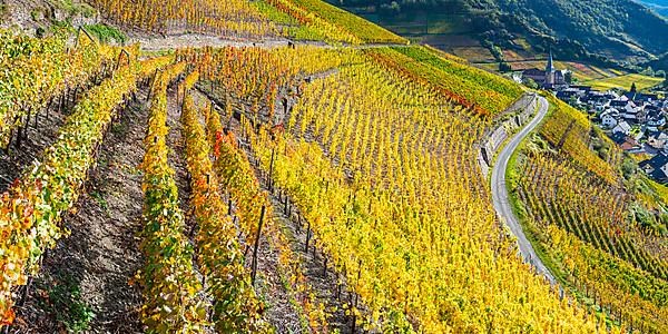 Vineyards in autumn