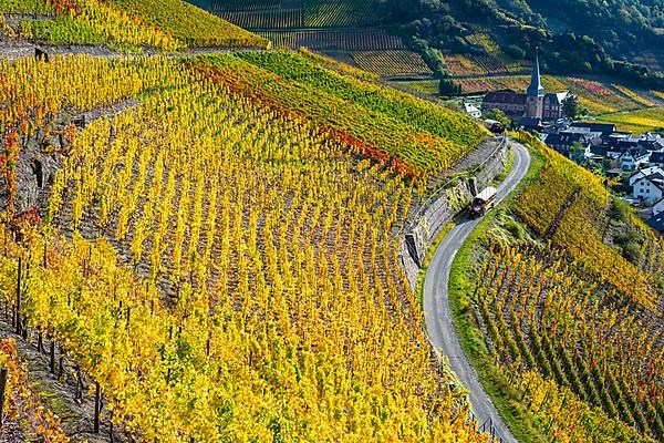 Vineyards in autumn