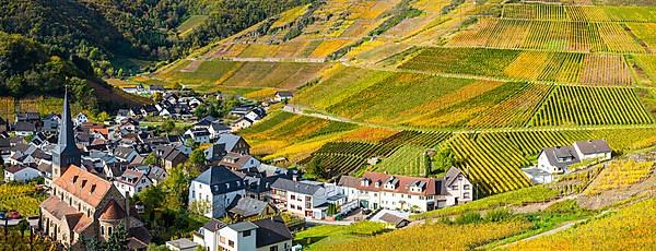 Vineyards in autumn