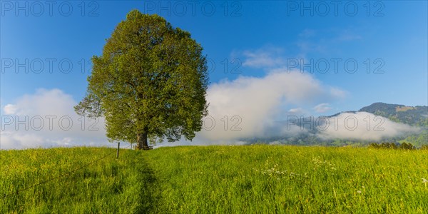 Peace lime tree
