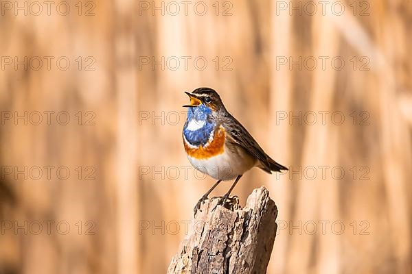 White-spotted bluethroat