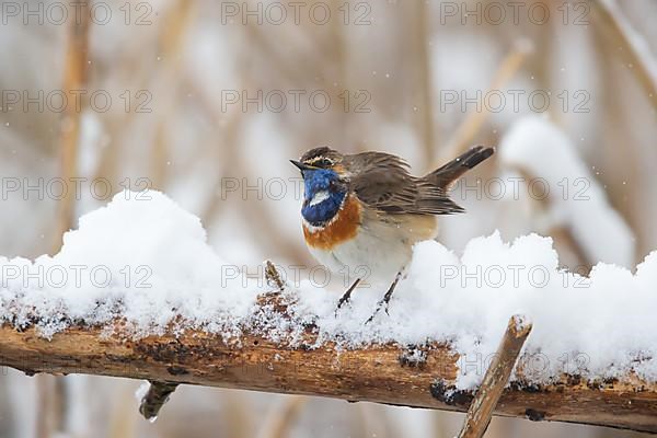 White-spotted bluethroat