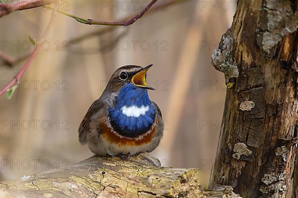 White-spotted bluethroat