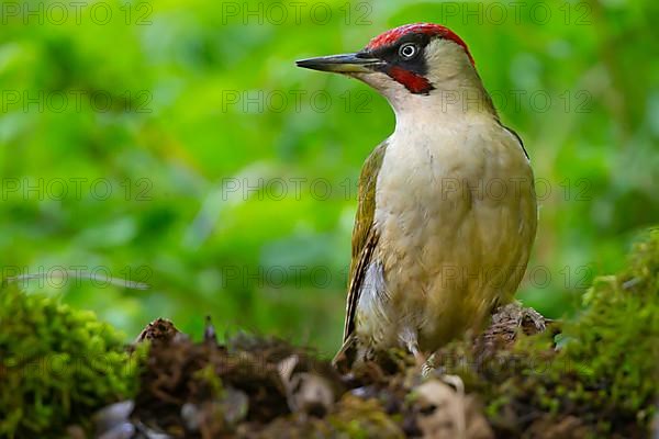 European green woodpecker