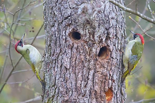 European green woodpecker