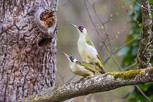 European green woodpecker