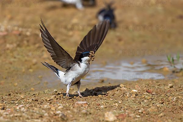 House Martin