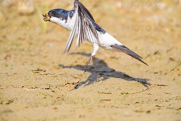 Common house martin