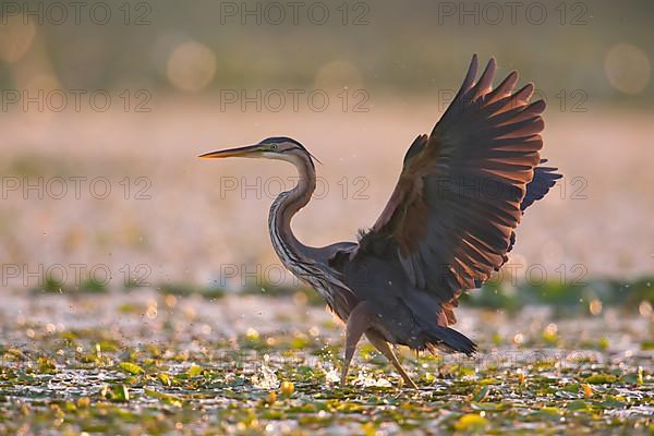 Purple heron