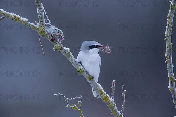 Great Grey Shrike