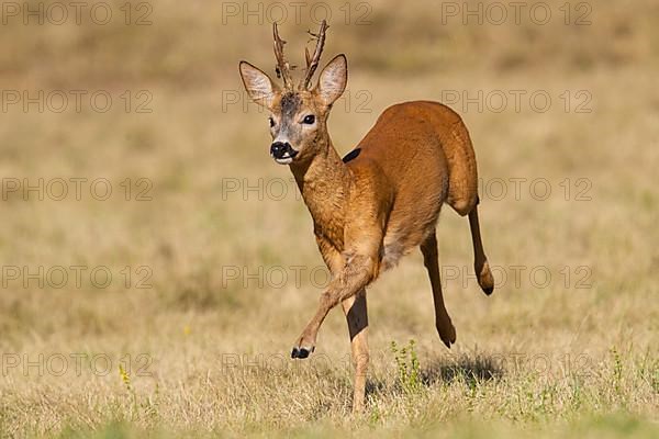 European roe deer