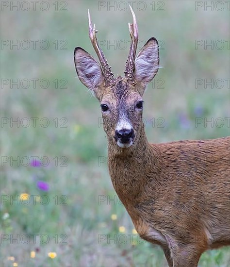 European roe deer