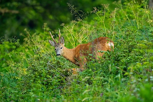 European roe deer