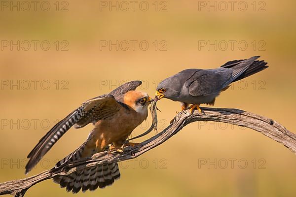 Red-footed Falcon