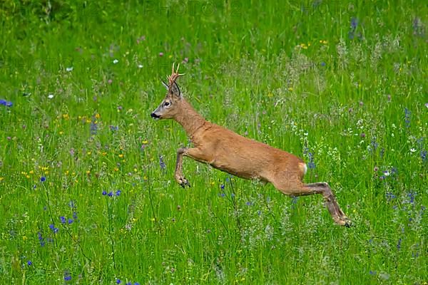 European roe deer