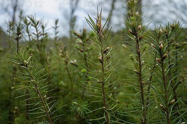 Pine seedlings for reforestation in the Hassberge mountains in Lower Franconia