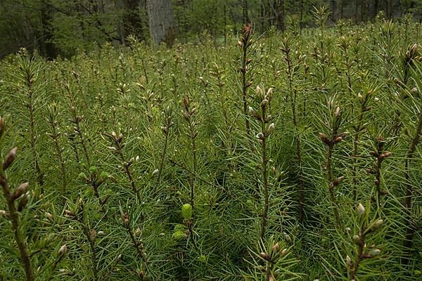 Pine seedlings for reforestation in the Hassberge mountains in Lower Franconia