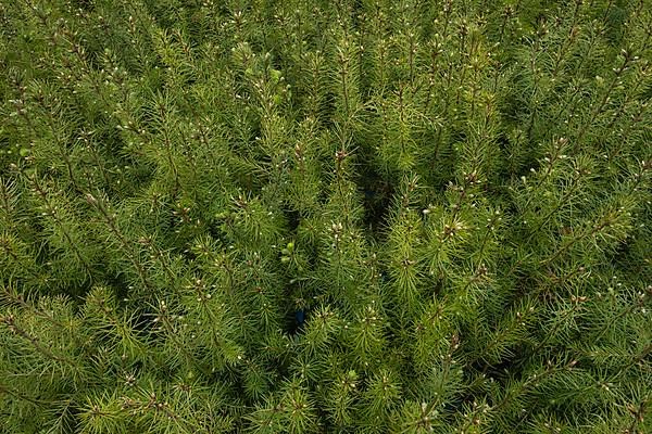 Pine seedlings for reforestation in the Hassberge mountains in Lower Franconia