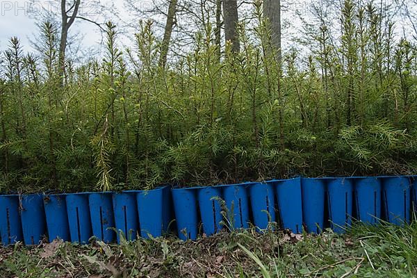 Pine seedlings for reforestation in the Hassberge mountains in Lower Franconia