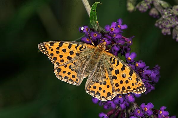 Queen of spain fritillary