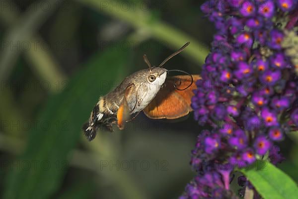 Hummingbird hawk-moth