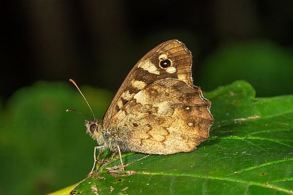 Speckled wood