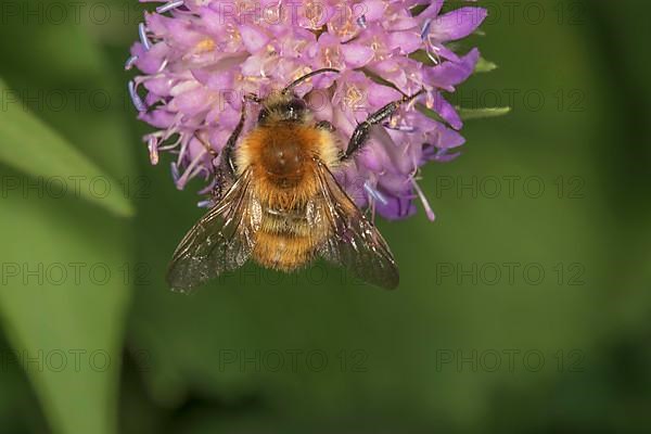 Common carder-bee