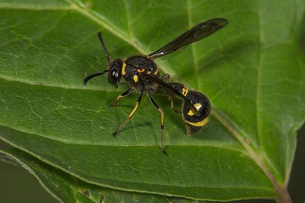 Potter wasp