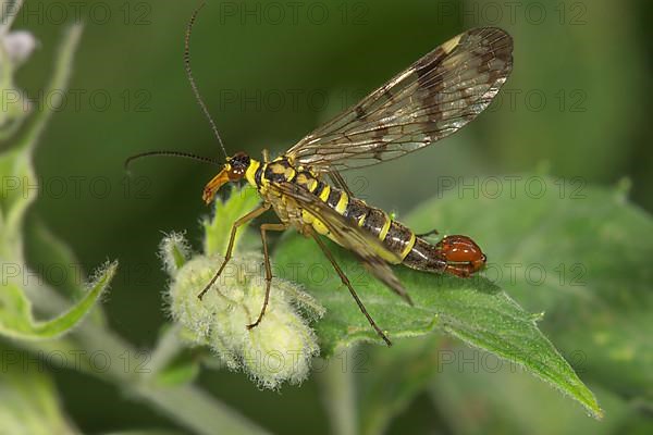 Common scorpionfly