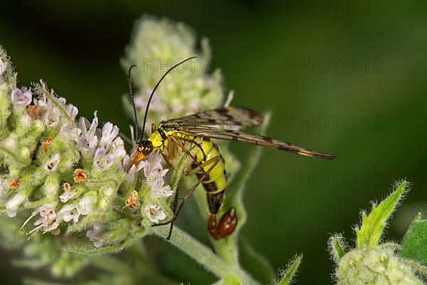 Common scorpionfly