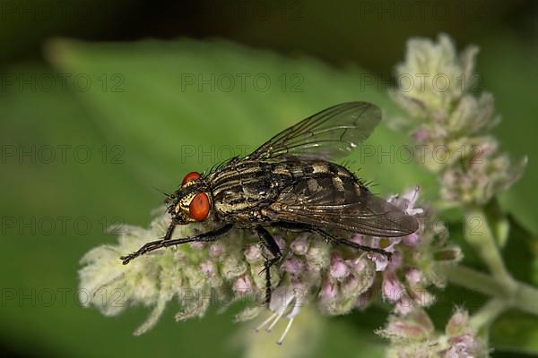 Grey flesh fly