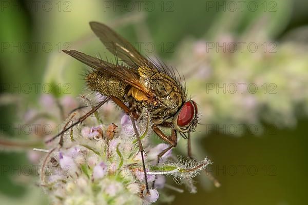 Angelica fly