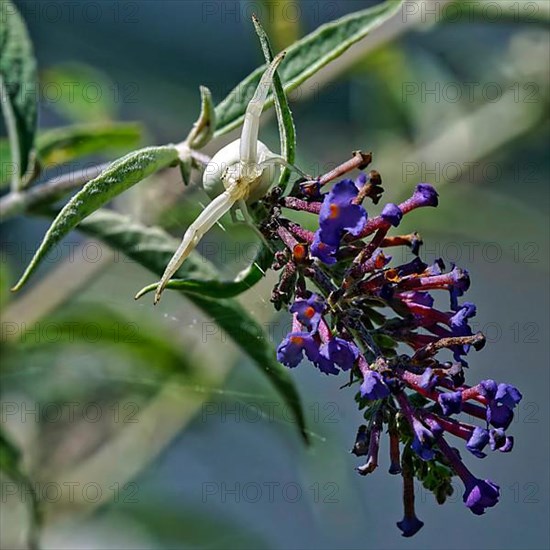 Crab spider