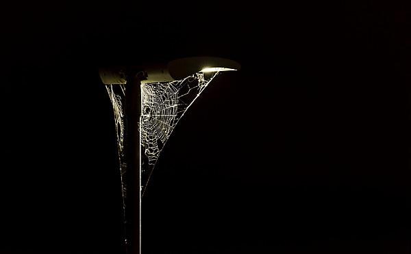 Spider web in the light of the street lamp