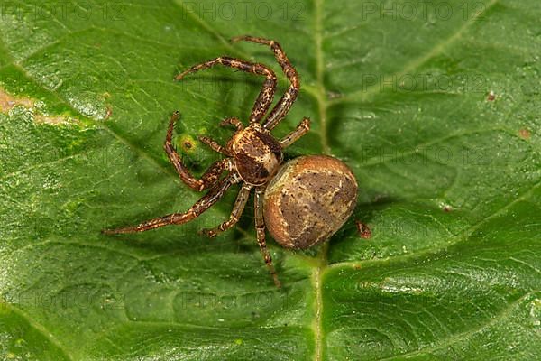 Crabspider