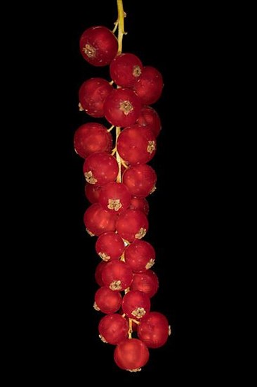 Redcurrants