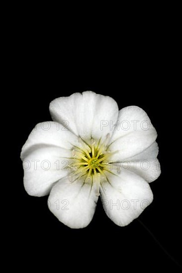 Mountain sandwort