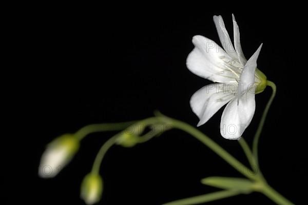 Mountain sandwort